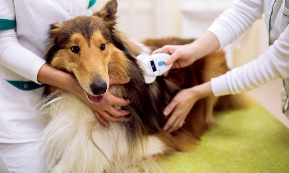 Dog being scanned for microchip