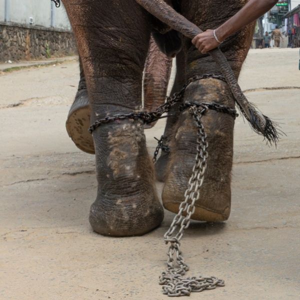 elephant with heavy chains on feet