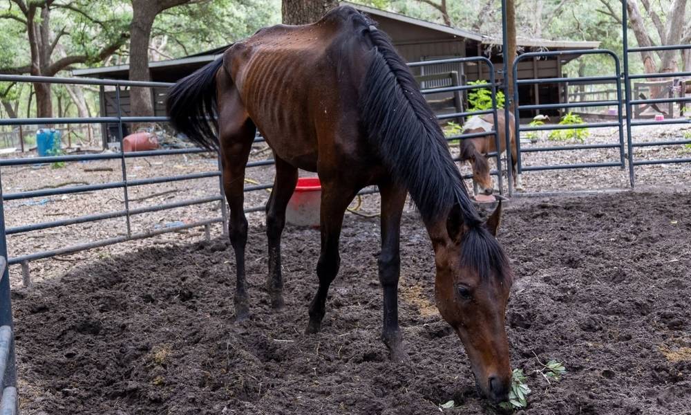 Emaciated horse