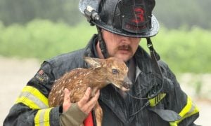 firefighter saving fawn