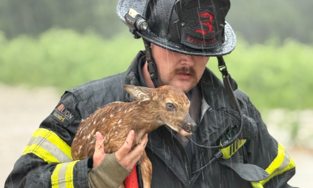 firefighter saving fawn