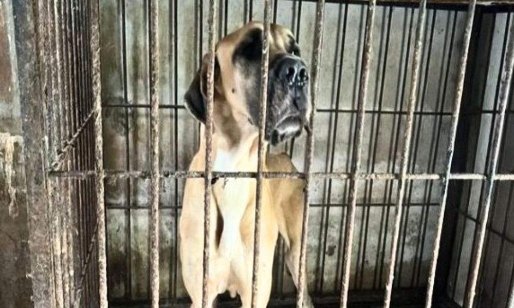 Before rescue