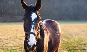 horse in pasture