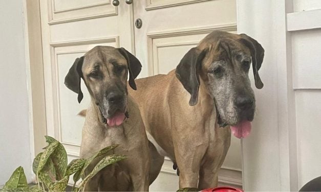 Dogs Rescued From Puppy Mill Nightmare Now Safe and Loved in Their Forever Home