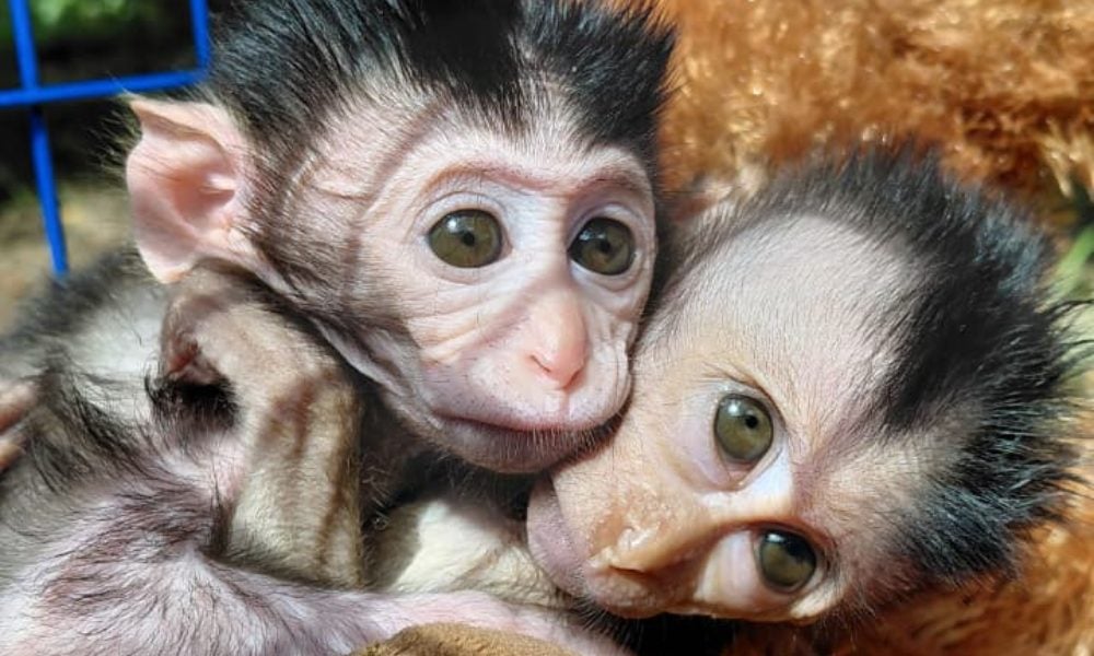 Baby macaques after rescue