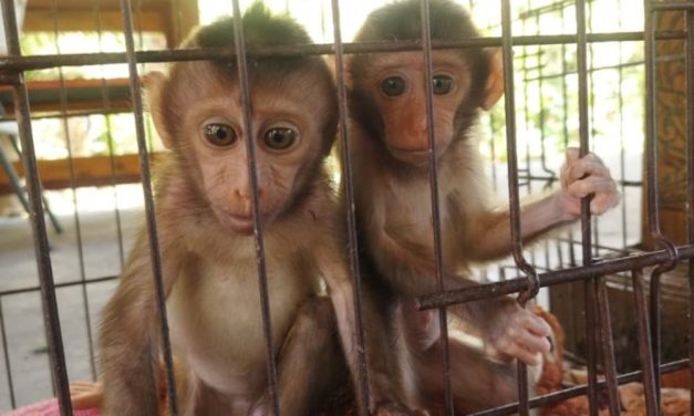 LFT Helps Baby Macaques Rescued After Being Torn From Their Mothers and Trafficked