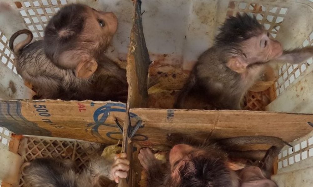 baby macaques in crate