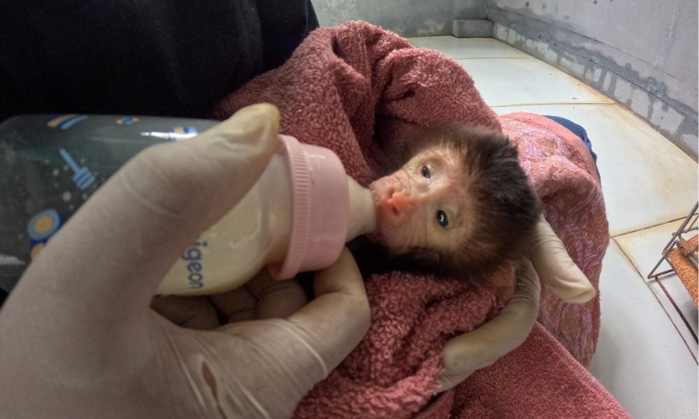 A baby macaque after rescue