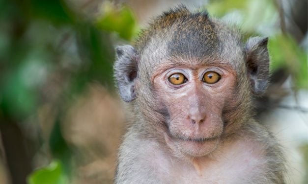 Pennsylvania Man Pleads Guilty for Role in Online Monkey Torture Network