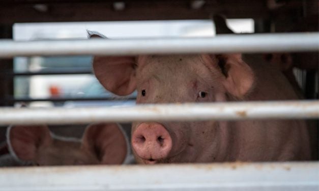 Federal Watchdog Calls for Stronger Protections for Farmed Animals in Transit