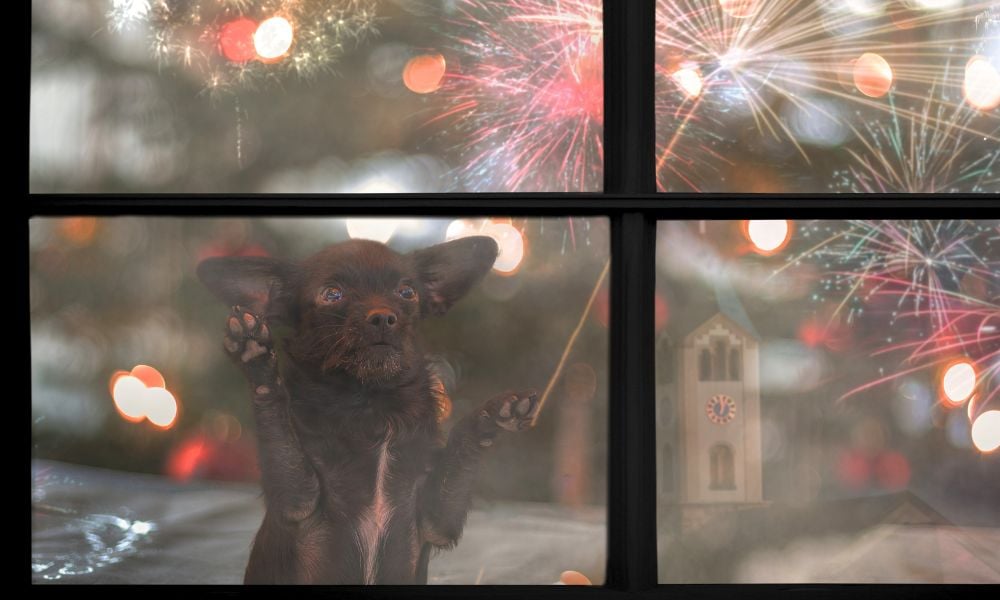 Puppy scared of fireworks
