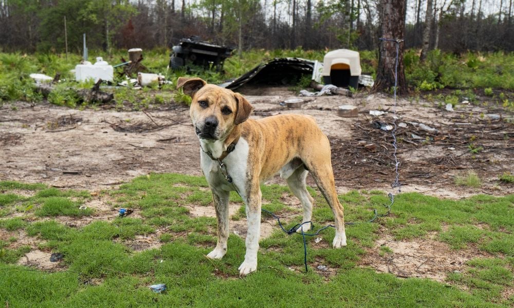 sad dog on chain