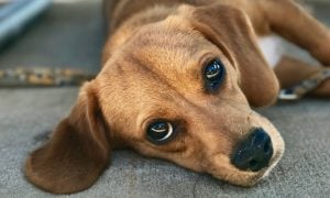 sad puppy