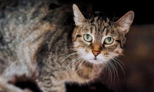 Frightened cat
