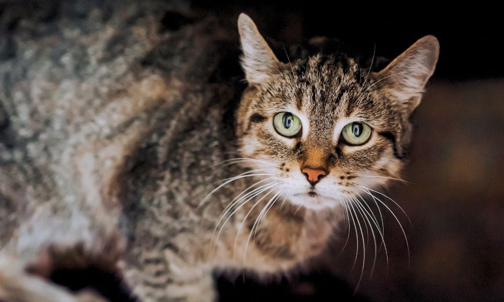 Frightened cat