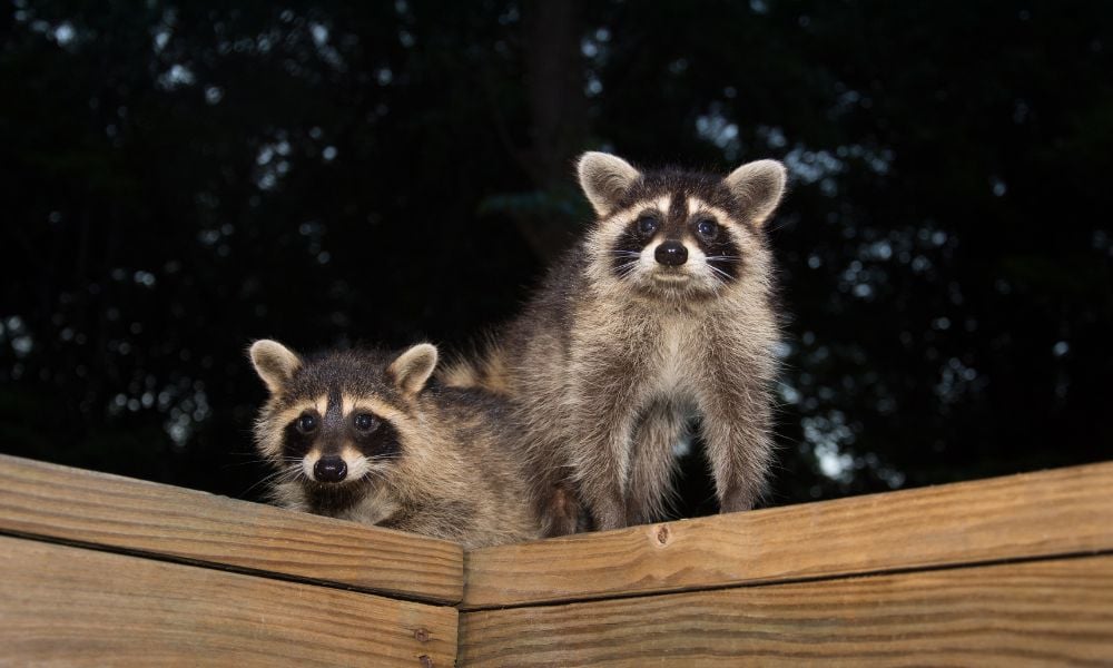 scared baby raccoons