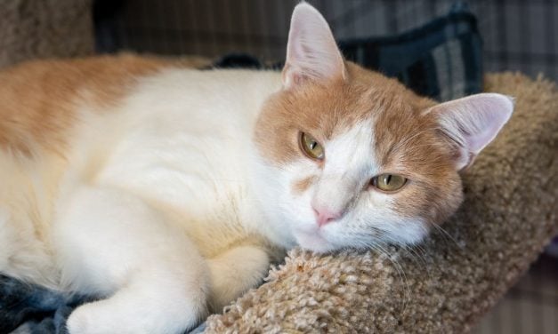 LFT’s Urgent Need Fund Grant Portal is Now Open: Let’s Help More Animals!