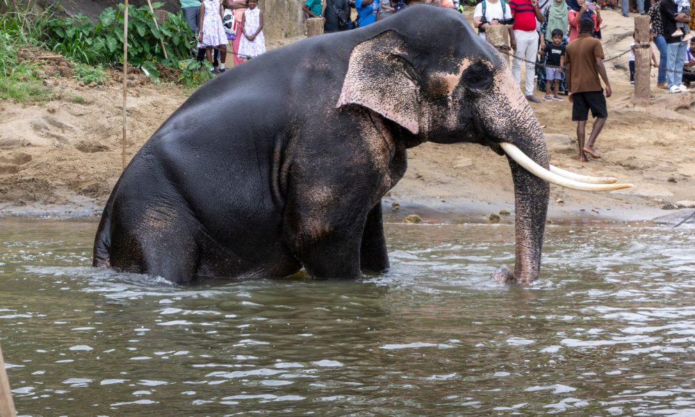 an n elephant in water at a tourist attraction