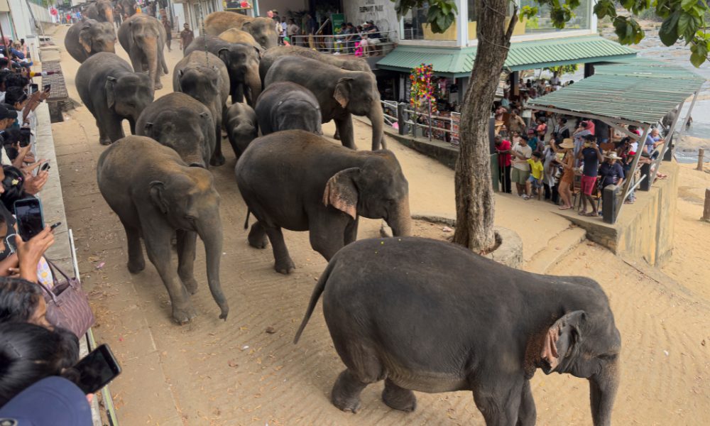 oelephants being walked down a busy street