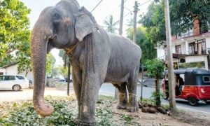 An elephant chained by the roadside in Sri Lanka.