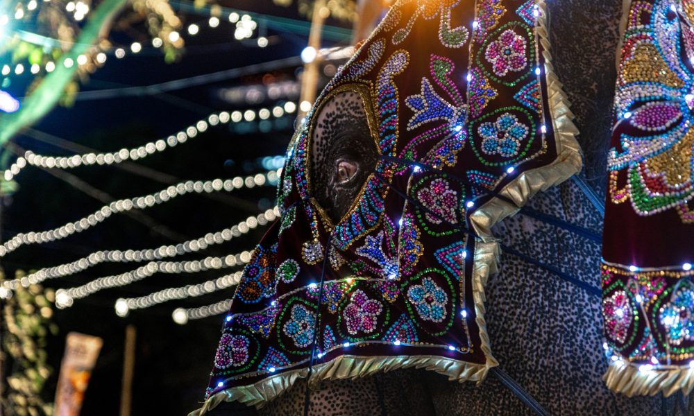 an elephant dressed in a costume and forced to participate in a festival