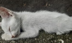 White Kitten