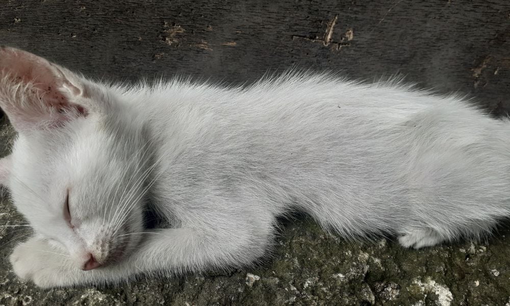 White Kitten