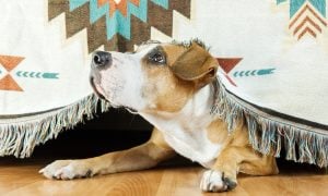 Frightened dog hiding under a sofa during loud noise