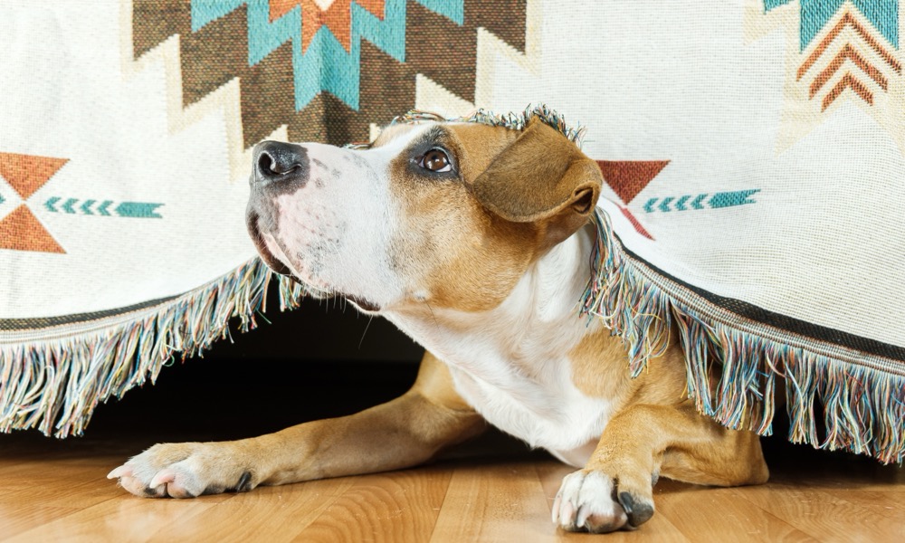 Frightened dog hiding under a sofa during loud noise