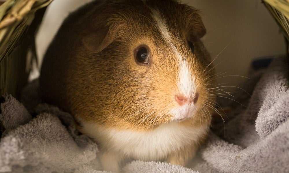 Close-up of a guinea pig resting in bedding