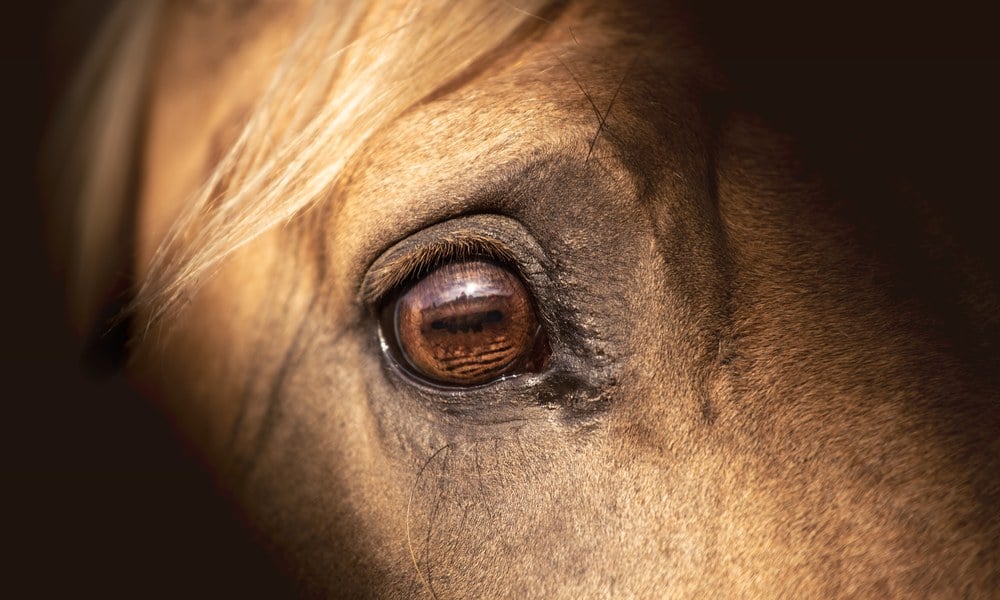 Close-up of a palomino horse’s eye against a dark background