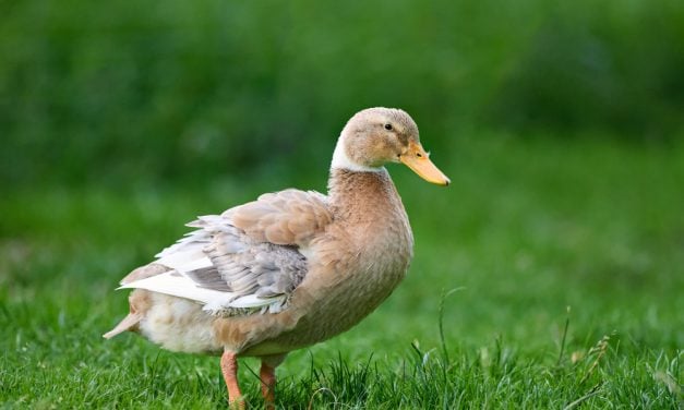 Victory! Portland Bans Sale of Foie Gras Made From Force-Fed Birds