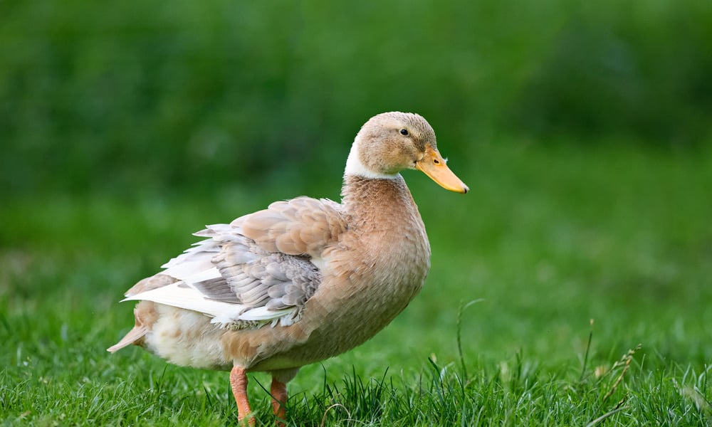Domestic duck standing on green grass