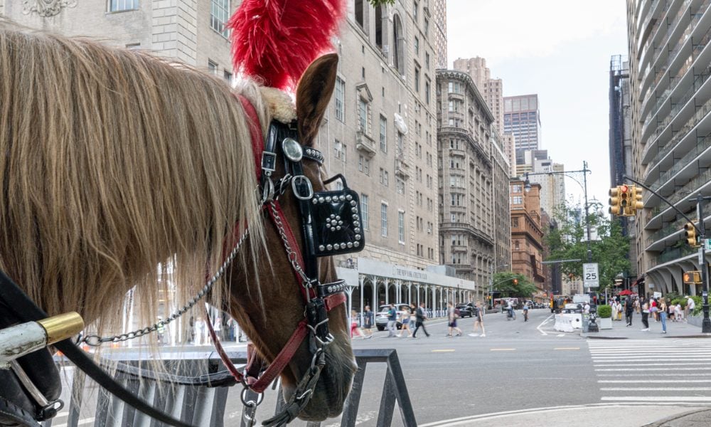 A horse standing on a busy street in New York City