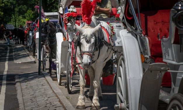 Inside NYC’s Horse Carriage Industry: What We Witnessed After the Fatal Central Park Crash