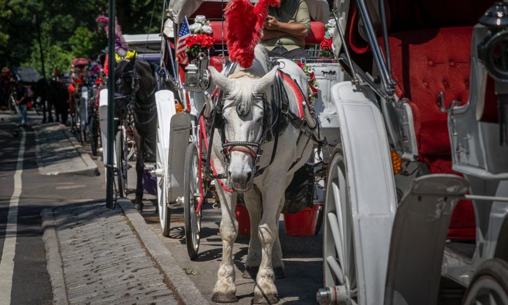 A horse waiting at a carriage stand