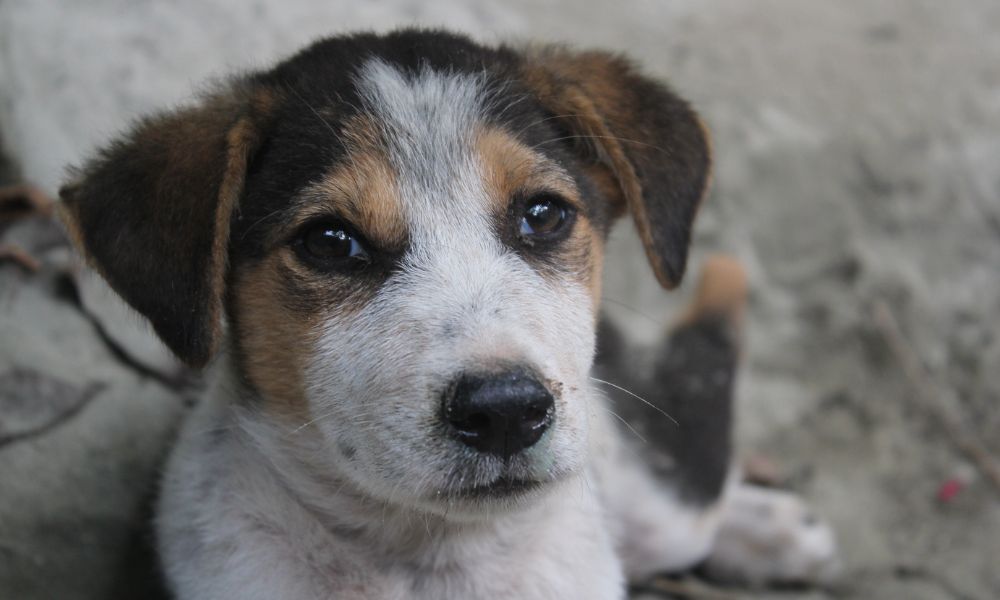 SIGN: Justice for Underweight Puppy Allegedly Abandoned Near Dumpster With Broken Leg and Rocks in Stomach
