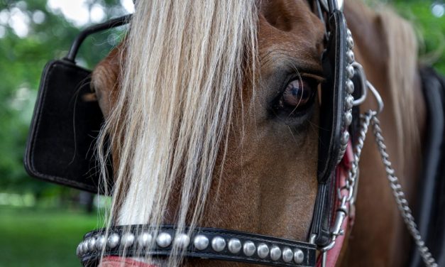 SIGN: Ban Cruel Horse-Drawn Carriage Rides in New York City