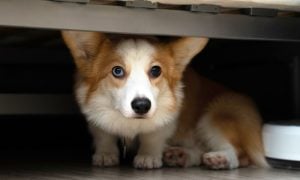 dog hiding under bed