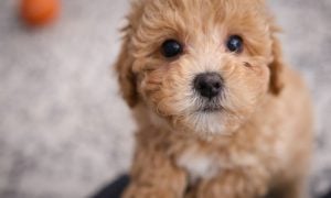 Doodle puppy