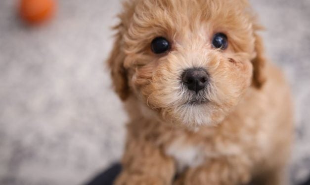 Indiana Town Strengthens Pet Store Regulations Amid Puppygram Controversy