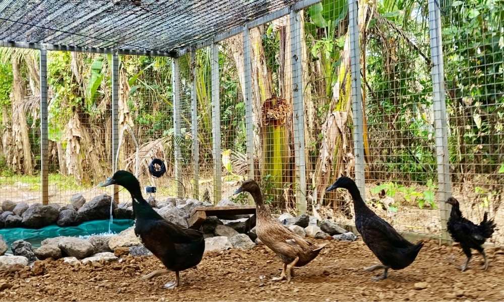 Ducks