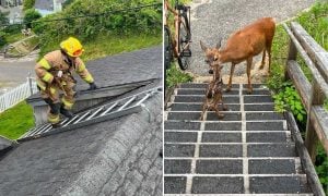 Fawn rescue