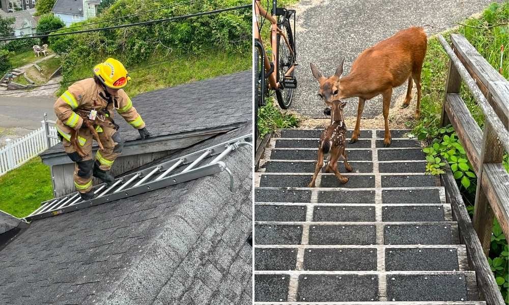 Fawn rescue
