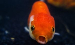 Goldfish