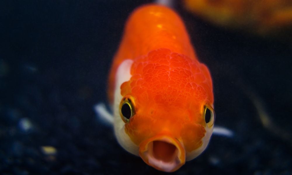 SIGN: Stop Live Fish From Being Given as Prizes at NYC Events