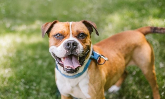 Georgia County Launches Public Microchip Scanning Stations to Help Lost Pets
