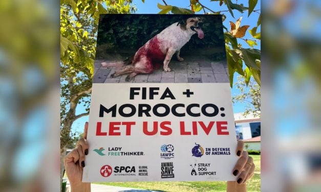 Mass Slaughter of Dogs in Morocco Spurs LFT Coalition Protests at FIFA World Cup Games