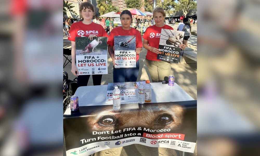 Activists stand at a table with signs calling out FIFA and Morocco for dog slaughter