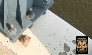 Kitten on bridge